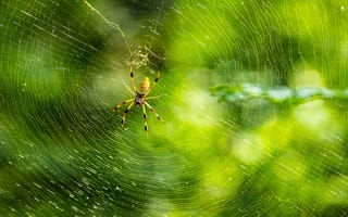 Картинка паутина, насекомое, паук, макро