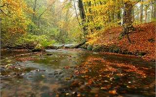 Обои осень, река, лес, деревья