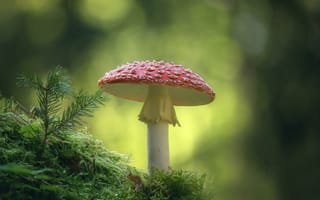 Картинка гриб, мох, природа, мухомор
