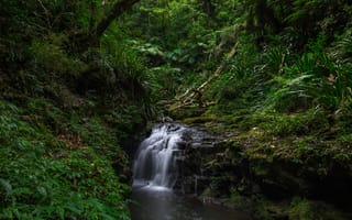 Картинка Lamington National Park, лес, деревья, водопад