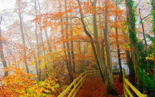 Картинка осень, деревья, пейзаж, туман, дорога, парк