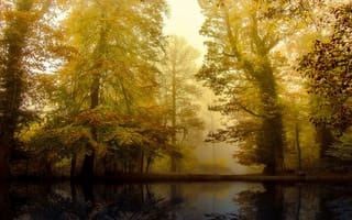 Картинка осень, лес, туман, пейзаж, природа, деревья