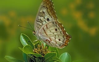 Картинка Павлиново-белая бабочка, насекомое