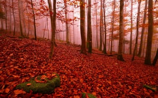 Обои осень, краски осени, лес, деревья, туман, осенняя листва, природа, пейзаж