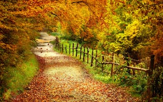 Картинка осень, пейзаж, деревья, осенняя листва, лес, дорога, краски осени, природа