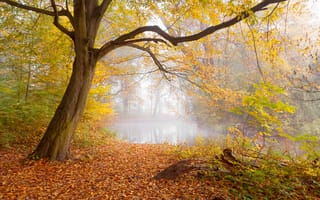 Картинка осень, пейзаж, осенние краски, парк, деревья, лес, природа, пруд, туман