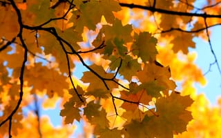 Картинка кленовые листья, осень, листопад, ветки