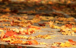Картинка клен, осень, тротуар, листопад