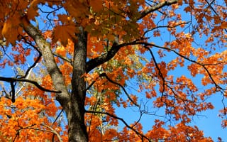 Картинка дерево, клен, небо, осенний листопад