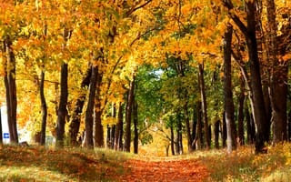 Картинка осенний листопад, парк, листья, деревья, тропинка