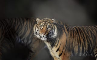 Картинка тигр, хищник, взгляд, животное, фотопортрет