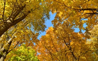 Картинка Осень, листопад, город, деревья, парк