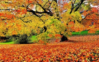Картинка осенние краски, парк, осень, пейзаж, краски осени, природа, деревья, осенние листья