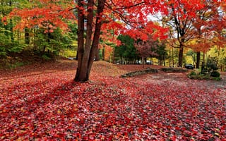 Картинка осенние краски, деревья, краски осени, природа, парк, пейзаж, осень, осенние листья