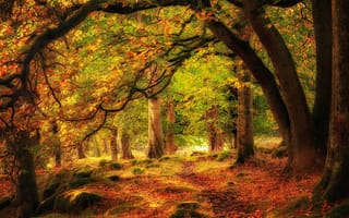 Картинка осень, пейзаж, осенние листья, парк, осенние краски, природа, лес, краски осени, деревья
