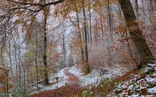 Картинка первый снег, лес, природа, деревья, пейзаж, тропинка, осень