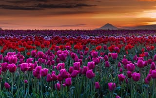 Картинка поле тюльпанов, панорама, флора, закат солнца, поле, цветы, пейзаж, тюльпаны