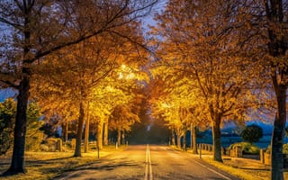 Картинка осень, сумерки, фонарь, пейзаж, иллюминация, деревья, освещение, дорога