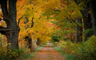 Картинка осень, осенние краски, дорога, природа, лес, пейзаж, деревья, осенние листья
