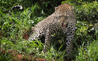 Картинка Амурский леопард, Amur Leopard, животное, оскал, хищник