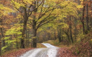 Картинка осень, природа, лес, дорога, деревья, пейзаж, осенние краски