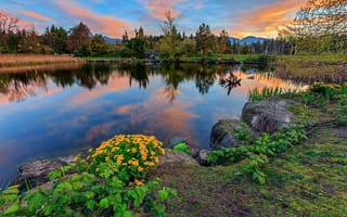 Картинка Stanley Park, Vancouver, природа, водоём, пейзаж, деревья, цветы, закат