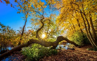 Картинка осень, деревья, природа, солнечные лучи, осенние краски, водоём, пейзаж