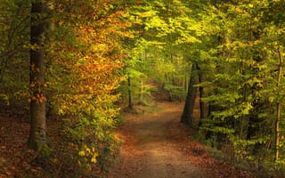 Картинка осень, дорога, пейзаж, тропинка, деревья, осенние краски, природа, лес, краски осени