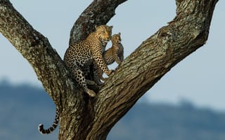 Картинка леопард, леопард на дереве, хищник, животное