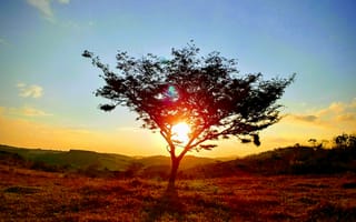 Картинка дерево, утро, атмосфера, поле, экосистемный, послесвечение, солнечный лучик, небо, восход, саванна, горизонт, солнце
