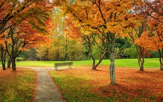 Обои осень, осенние краски, природа, осенние листья, деревья, краски осени, пейзаж, парк