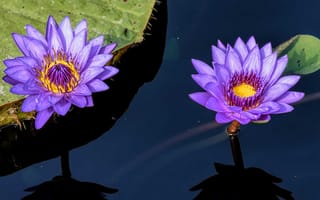 Картинка водоём, цветы, водяная лилия
