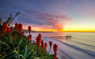 Картинка San Diego Sunset, берег, цветы, закат, море, пейзаж
