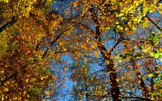 Картинка осень, кроны, природа, осенние листья, осенние краски, деревья