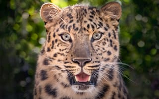 Картинка Сильный леопард