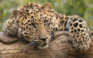 Картинка Уставший леопард на бревне