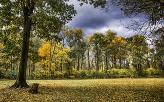 Картинка осень, поляна, деревья, лес, краски осени, пейзаж, природа, парк