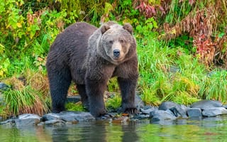 Картинка Бурый медведь, обыкновенный медведь, хищное млекопитающее, остров Кадьяк, Карлук река