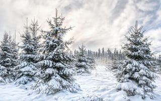 Обои зима, сугробы, ели, снег, панорама, ёлки, деревья, пейзаж