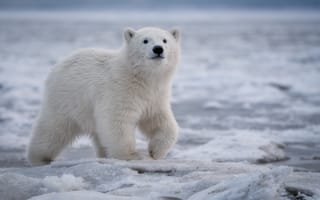 Обои полярный медвежонок, белый медведь, животное, северный медведь, умка, полярный медведь