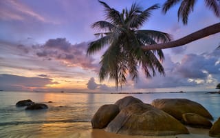 Картинка закат, природа, берег, пейзаж, облака, пальма, волны, пляж, море, небо