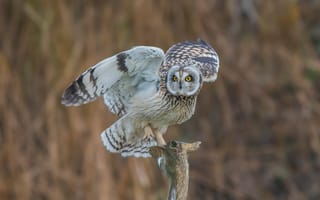 Картинка Short Eared Owl, сова, хищная ночная птица