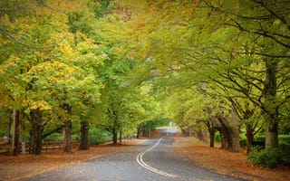 Картинка осень, осенние краски, деревья, дорога, пейзаж