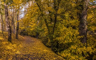 Обои осень, пейзаж, дорога, осенние краски, краски осени, природа, парк, осенние листья, деревья, лавочка