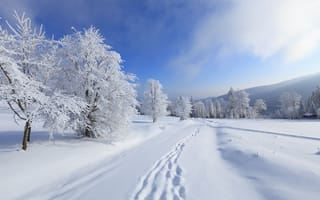Картинка зима, пейзаж, тропинка, следы, деревья, снег