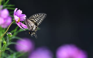 Картинка Cosmos with Swallowtail, космос, макро, Космос с Махаоном, насекомое, бабочка, чёрный, цветок, флора