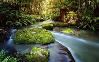 Картинка Виктория Австралия, река, деревья, пейзаж, Шоак Крик, лес