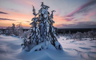 Картинка Finland, Лапландия, Lapland, зима, Финляндия, снег, деревья, закат, пейзаж