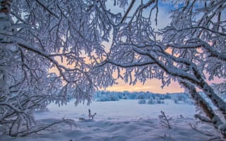 Картинка Finland, деревья, Лапландия, закат, Lapland, снег, Финляндия, пейзаж, зима