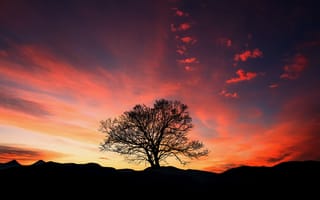 Картинка Закат и дерево